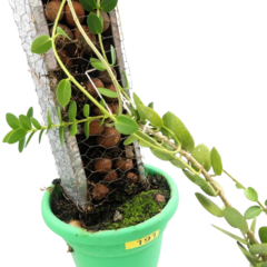 Hoya Cumingiana - Escolha A Sua Planta - comprar online