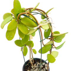 Hoya Aff Diversifolia - Escolha A Sua Planta - Amo Flor De Cera