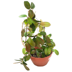 Imagem do Hoya Aff Diversifolia - Escolha A Sua Planta