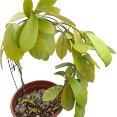 Hoya Diversifolia - Escolha A Sua Planta - Amo Flor De Cera