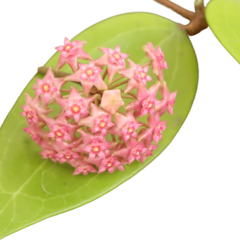 Hoya Sarawak - Muda Flor De Cera na internet