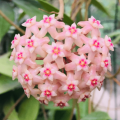 Hoya Sp Bogor - Flor De Cera