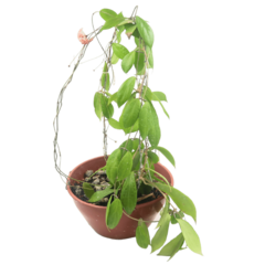 Hoya Camphorifolia - Flor De Cera