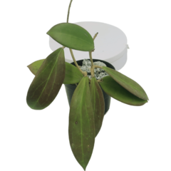 Hoya Verticillata - Flor De Cera na internet
