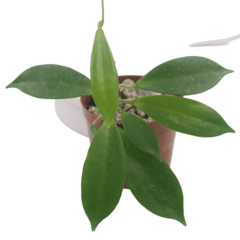 Hoya Salweenica - Flor De Cera - comprar online