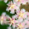 Hoya Erythrostemma Pink - Flor De Cera