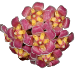 Hoya Davidcumingii - Flor De Cera
