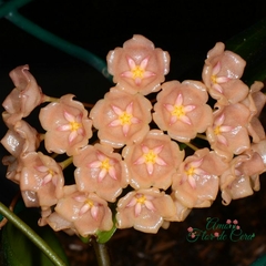 Hoya Siariae Yellow Pink - Flor De Cera na internet