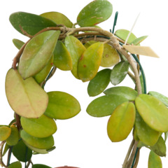 Hoya Aff Diversifolia - Escolha A Sua Planta na internet