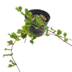 Hoya Kanyakumariana - Escolha A Sua Planta - comprar online