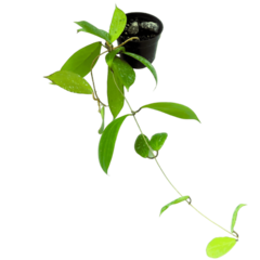 Hoya Camphorifolia - Flor De Cera - Muda Pequena na internet