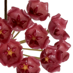 Hoya Siariae Red - Flor De Cera