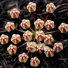 Hoya Micrantha - Flor De Cera