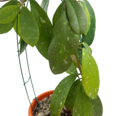 Hoya Diversifolia - Escolha A Sua Planta na internet