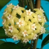 Hoya Nicholsonii - Flor De Cera