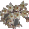Hoya Macrophylla Albomarginata - Flor De Cera