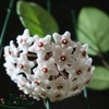 Hoya Fungii - Flor De Cera