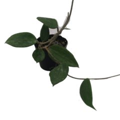 Hoya Cinammomifolia - flor de cera - comprar online