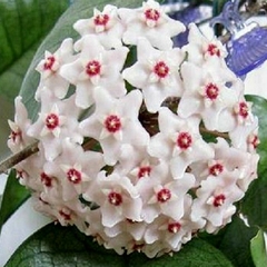 Hoya Fungii - Flor De Cera na internet