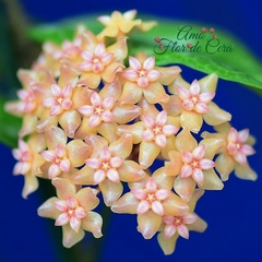 Hoya Fitchii - Flor De Cera