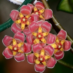 Hoya Davidcumingii - Flor De Cera na internet