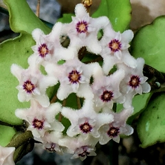 Hoya Kanyakumariana - Escolha A Sua Planta