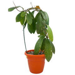 Hoya Diversifolia - Escolha A Sua Planta - comprar online