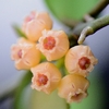 Hoya Heuschkeliana Yellow - Flor De Cera