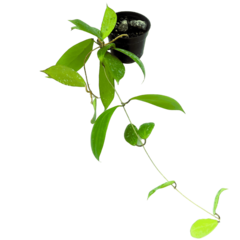 Hoya Camphorifolia - Flor De Cera na internet