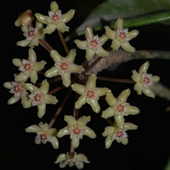 Hoya Quinquenervia - Muda Flor De Cera