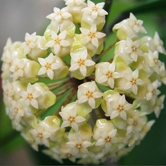 Hoya Sp Palawan - Muda Flor De Cera