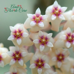 Hoya Parasitica - Muda Flor De Cera