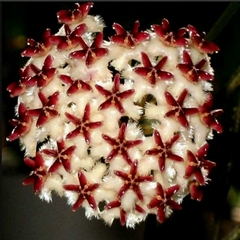 Hoya Erythrostemma Dark Pink Corona - Flor De Cera