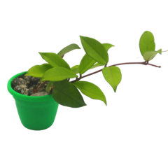 Hoya Carnosa - Escolha A Sua Planta