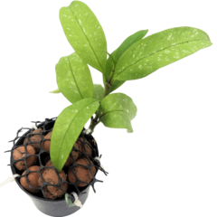 Hoya Multiflora - Escolha A Sua Planta - comprar online