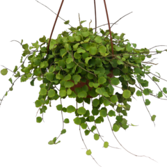 Hoya Kanyakumariana - Escolha A Sua Planta - Amo Flor De Cera