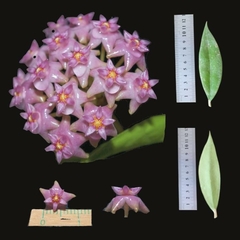 Hoya Sarawak - Muda Flor De Cera - Amo Flor De Cera
