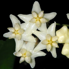 Hoya Pimenteliana - Muda Flor De Cera