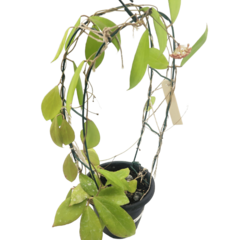 Hoya Camphorifolia - Flor De Cera - loja online