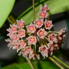 Hoya Camphorifolia - Flor De Cera