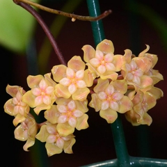 Hoya Neoebudica - Flor De Cera na internet