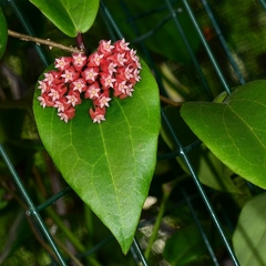 Hoya Ilagiorum - Flor De Cera - loja online