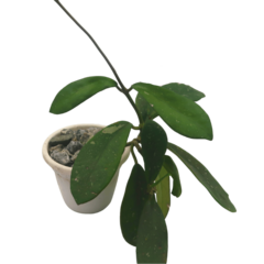Hoya Diversifolia - Escolha A Sua Planta - comprar online