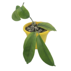 Hoya Albiflora - Flor De Cera - comprar online