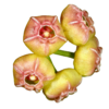 Hoya Heuschkeliana Pink - Flor De Cera