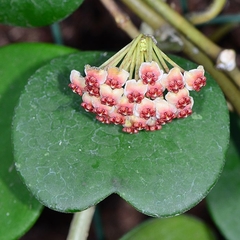 Hoya Kerrii - Flor De Cera Coração - Muda Pequena