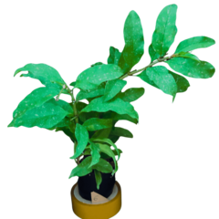 Hoya Multiflora - Escolha A Sua Planta