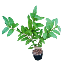 Hoya Multiflora - Escolha A Sua Planta - Amo Flor De Cera