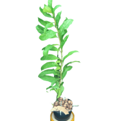 Hoya Multiflora - Escolha A Sua Planta na internet
