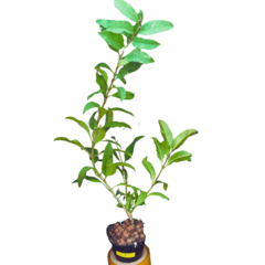 Hoya Multiflora - Escolha A Sua Planta - loja online